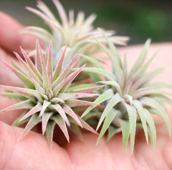 Air plants